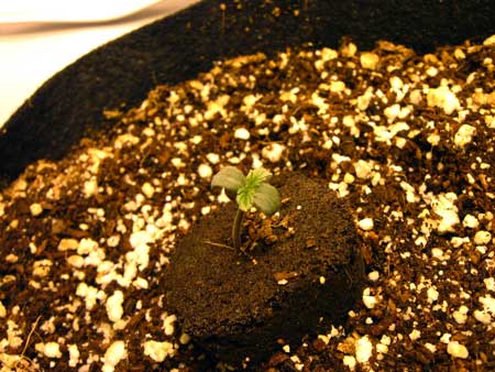 Healthy marijuana seedling just emerged from a Rapid Rooter