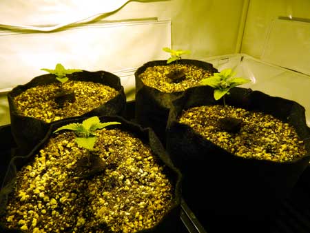 Happy cannabis seedlings have germinated in coco coir under a 250W HPS grow light
