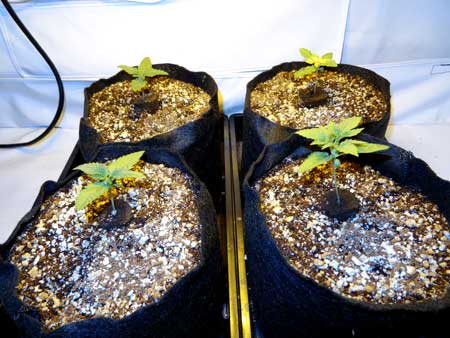 Start of week two for these auto-flowering cannabis plants