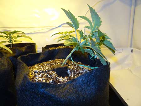Begin LST (low stress training) for autoflowering cannabis grow