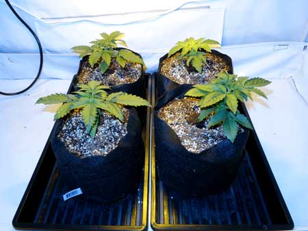 End of week two for these auto-flowering cannabis plants