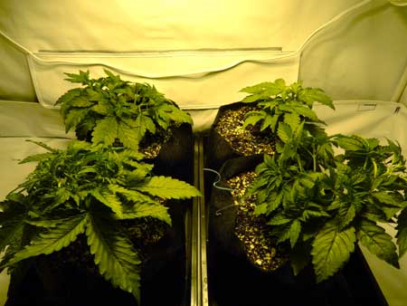 The auto-flowering cannabis plant at week 3