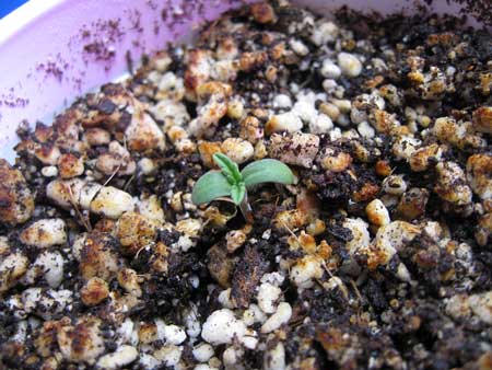 Cannabis seedling growing in coco coir