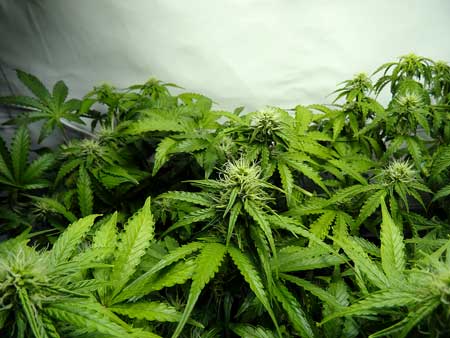 A photo of the buds on a few auto-flowering cannabis plants that are 6 weeks from seed