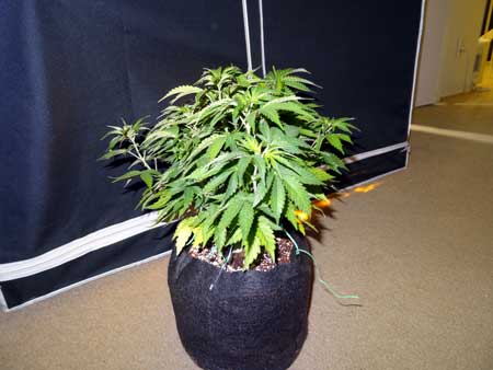 Example of training on auto-flowering cannabis plant - before LST