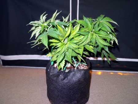 Example of training on auto-flowering cannabis plant - aftter being bent and secured via LST