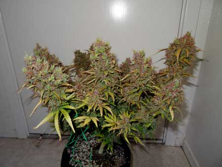 This autoflowering Blue Mazar plant by Dutch Passion had quite a bit of purple before harvest