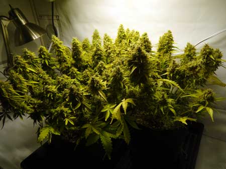 Many auto-flowering marijuana buds under a 250W HPS grow light
