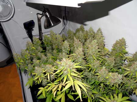 Example of auto-flowering cannabis plants growing under a 250W HPS grow light