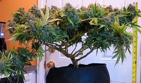 Example of an auto-flowering cannabis plant grown in coco coir - it has been trained to grow lots of buds