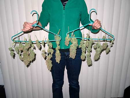 Holding up the Blue AutoMazar cannabis harvest - now they need to be dried