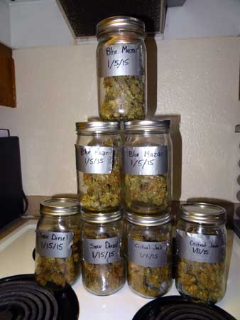 Example of auto-flowering buds curing in quart sized mason jars
