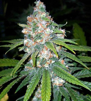Example of an auto-flowering Lemon OG Haze cannabis plant. The buds are thick and colorful, covered in resin!