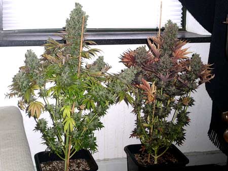 This auto-flowering cannabis plants are ready to harvest - they thrived under an HPS grow light