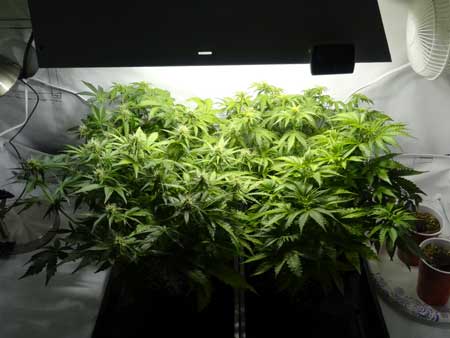 Auto-flowering cannabis plants at week 6 - cozy in their tent!
