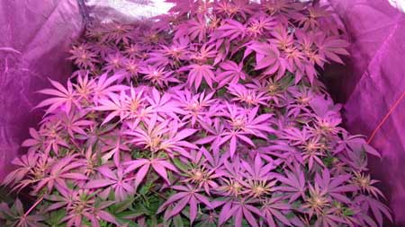 LED grow lights use less electricity than CFL or fluorescent grow lights, but will the savings in electricity make up for the cost?