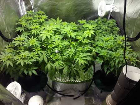 Train your plant to grow flat under your grow lights to get the best yields. This will lower your amount of electricity needed for the same harvest!