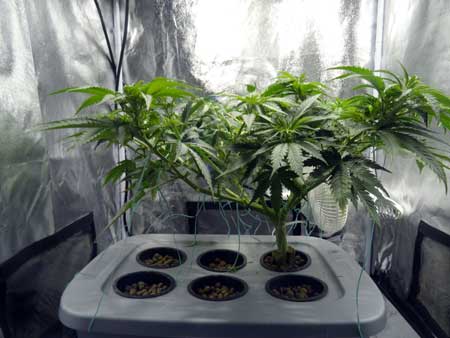This marijuana plant was trained to grow short and flat - this allows one plant to yield as much bud as many smaller cannabis plants