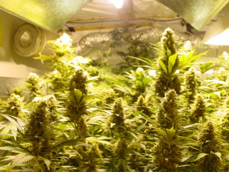 Cannabis colas under an HPS grow light