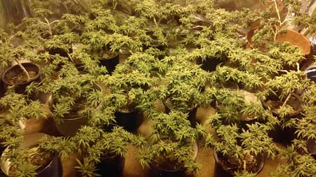 Example of many cannabis plants filling a grow space