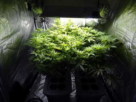 Example of 2 cannabis plants in a 4'x4' tent under a grow light