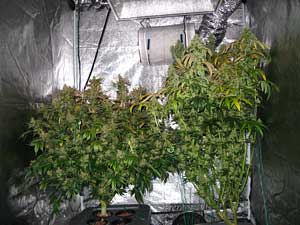 Example of two flowering plants that had a 8 week vegetative stage