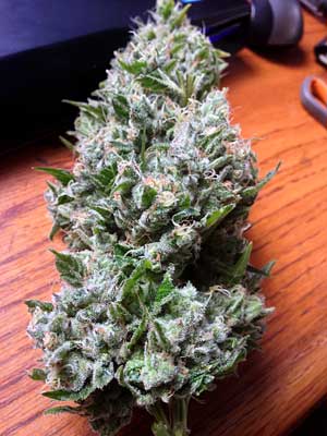 This sparkly and dense cannabis bud is an example of 
