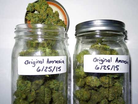 Jars full of Original Amnesia buds