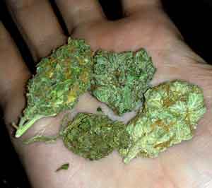 Example of several different strains in hand