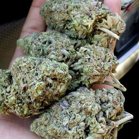 These huge cannabis buds in hand have been dried and cured. How long until you harvest your marijuana?
