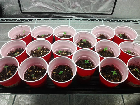 Cannabis seedlings grow faster in small containers, but they will need to be transplanted