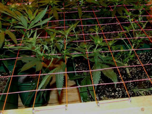 Example of a REAL scrog in action