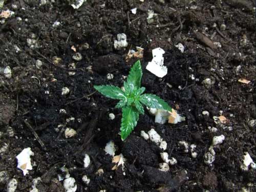 Step 1: Start a marijuana seedling