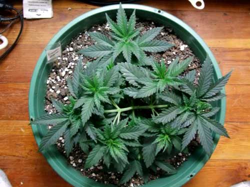 This is what the marijuana plant looks like a few days later. Notice all the 