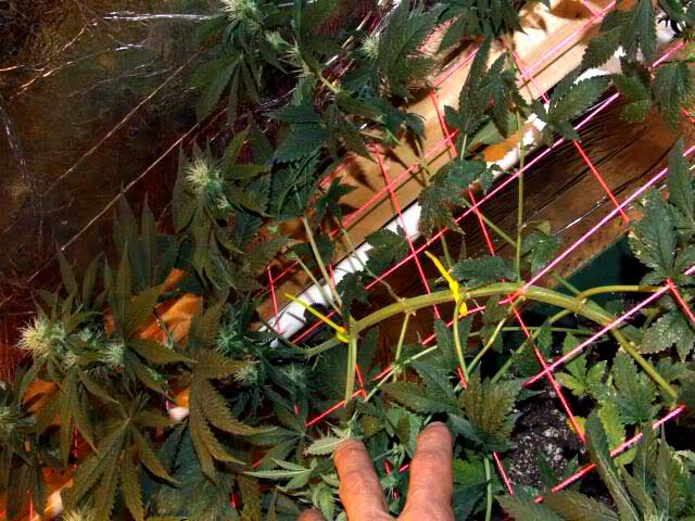 Use zip ties if you need to attach branches to your SCROG screen
