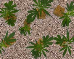 Young marijuana clones