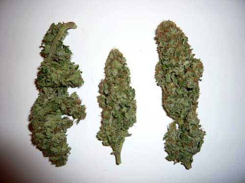 Some of the dried PPP (Pure Power Plant; a marijuana strain)