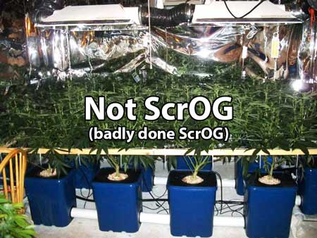 Badly done Scrog - Even though this uses a screen, it is NOT Scrog because the screen has not been positioned properly