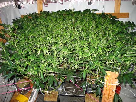 Massive Scrog setup