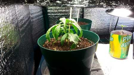 Under-watered cannabis seedling
