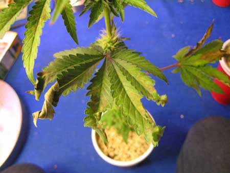This odd cannabis leaf curling was caused by a combination of heat, overwatering, and incorrect root pH
