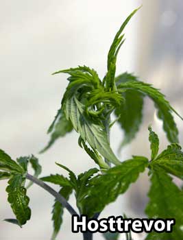 Example of twisted new growth caused by cannabis broad mites