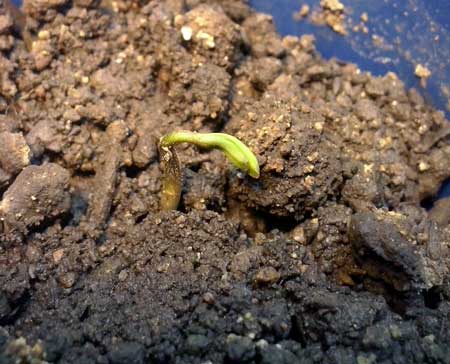 This seedling started 