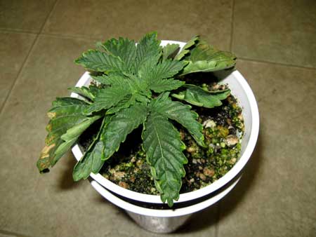 This marijuana plant was overwatered for over a week, causing these odd symptoms in addition to persistent droopiness