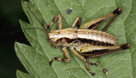 Example of a cricket in its larva form on a cannabis leaf