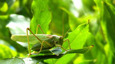 Example of a green cricket - an annoying cannabis pest!