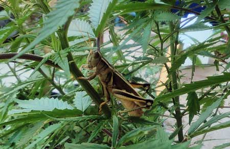 Example of a grasshopper on a cannabis leaf - these pests eat holes in your leaves!