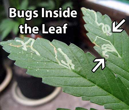 Example of leaf miner damage on a cannabis leaf - these pests leave little lines or trails where they have tunneled through your leaf