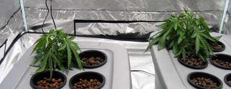 Example of hydroponic cannabis plants wilting due to root rot