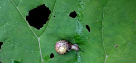 Example of a snail on a leaf. Notice it has left a trail of slime, and also that all the holes in the leaves have scalloped edges